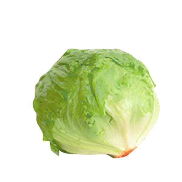 SINGLE WHOLE ICEBERG LETTUCE 1x EACH